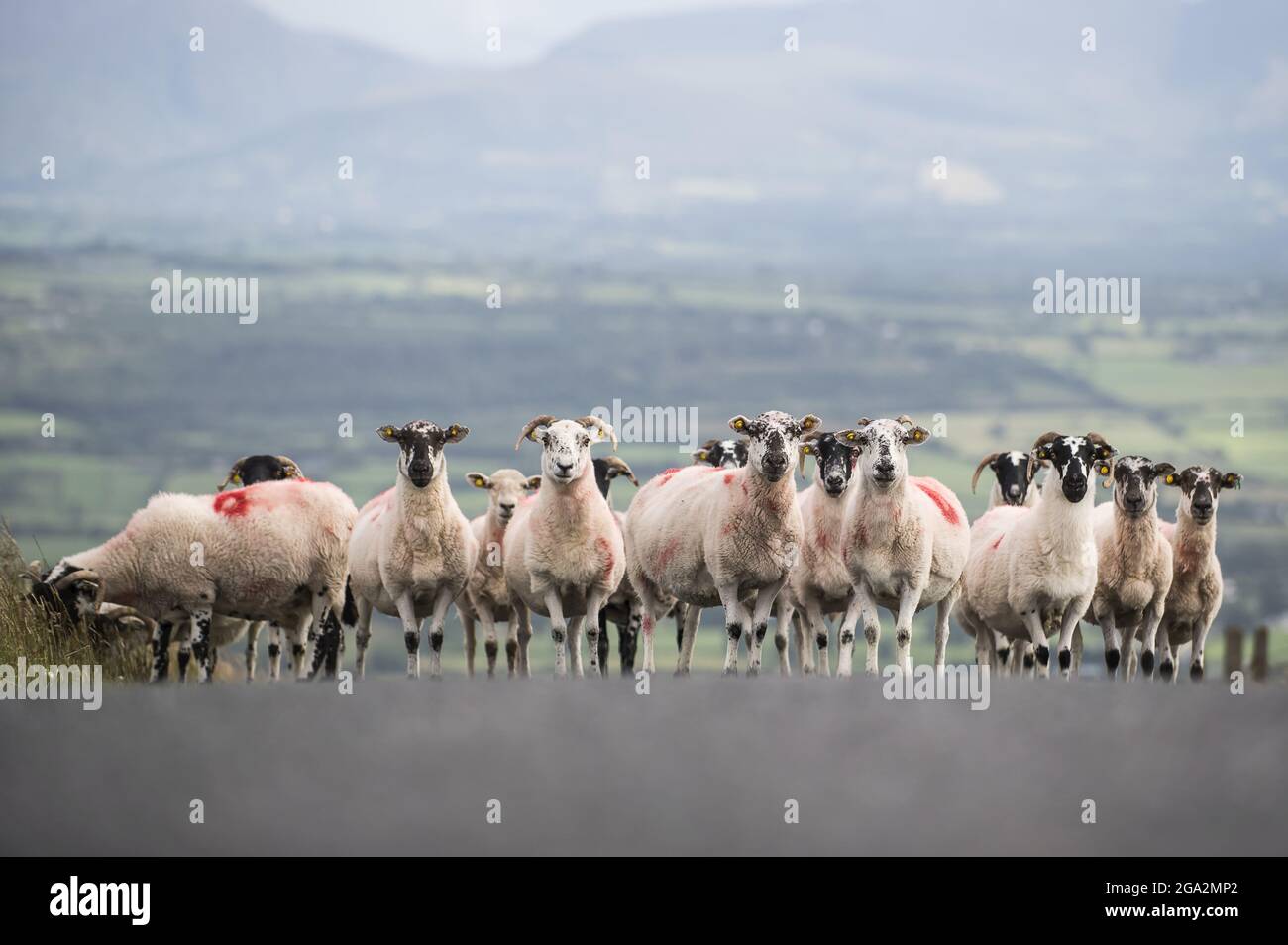 Sheep (Ovis aries) si affollano insieme nel mezzo di una strada rurale con la muta campagna irlandese sullo sfondo; County Kerry, Irlanda Foto Stock