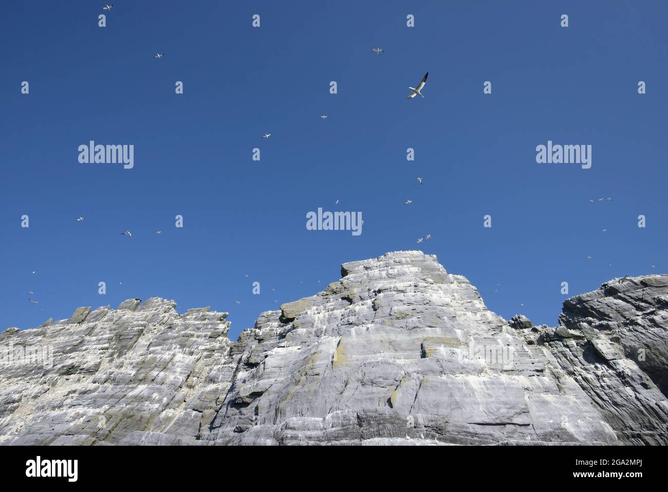Grandi gruppi di ganneti settentrionali (Morus fagannanus) volano intorno alla colonia di uccelli marini sulle scogliere aspre di Little Skellig Island; County Kerry, Irlanda Foto Stock