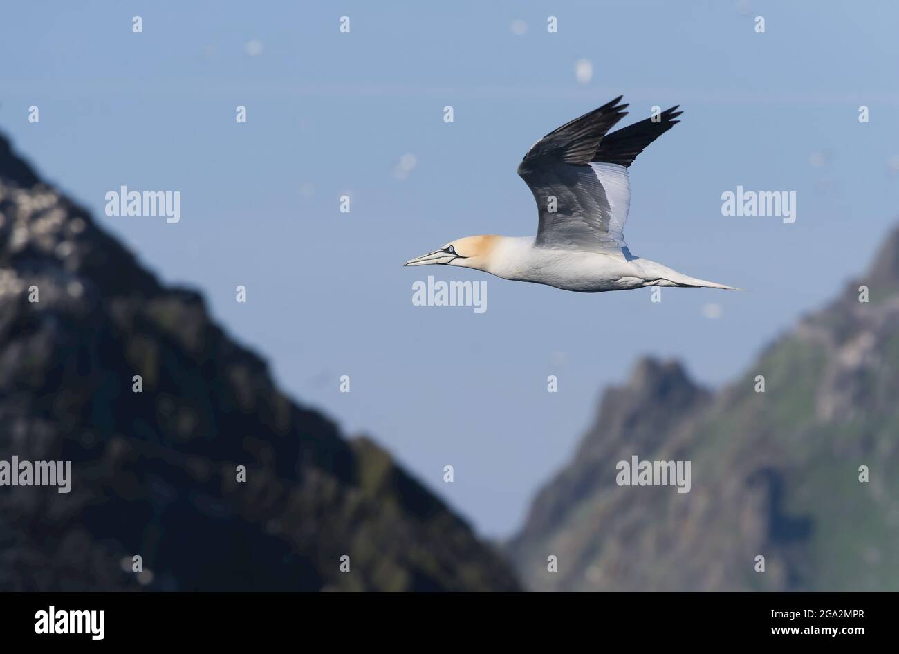 Un gannetto solista settentrionale (Morus fagannanus) vola oltre l'isola di Little Skellig; Contea di Kerry, Irlanda Foto Stock