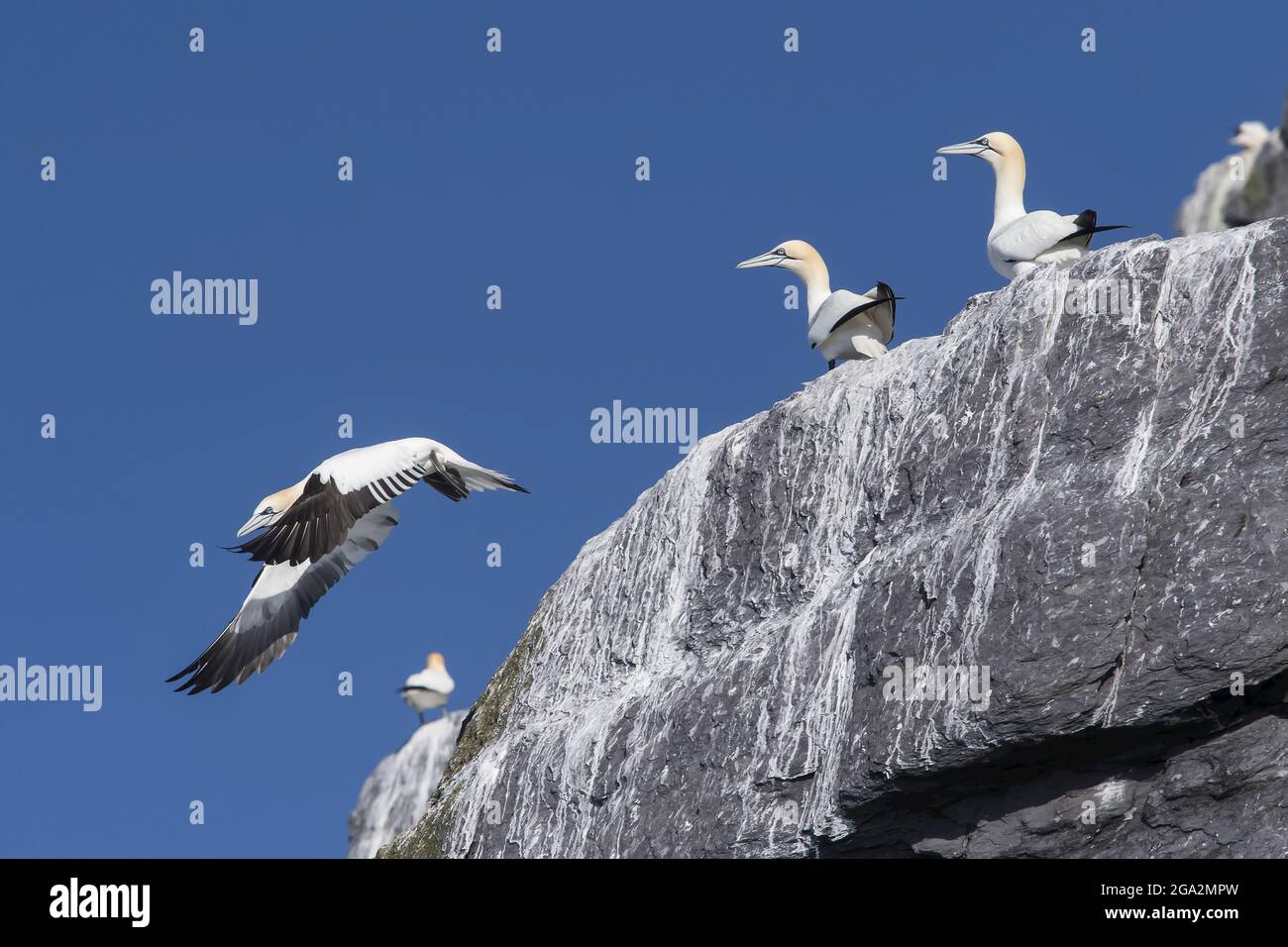 Un gannetto settentrionale (Morus fagannanus) prende il volo da una scogliera sull'isola di Little Skellig mentre altri si levano in piedi; County Kerry, Irlanda Foto Stock