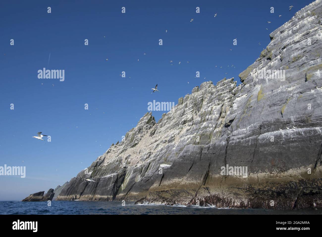 Grandi gruppi di ganneti settentrionali (Morus fagannanus) volano intorno alla colonia di uccelli marini sull'isola di Little Skellig; Contea di Kerry, Irlanda Foto Stock