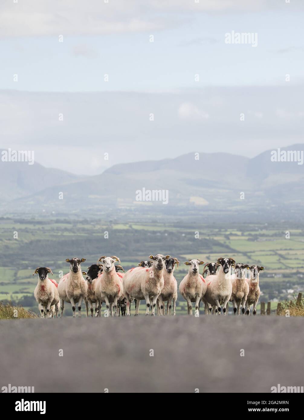Sheep (Ovis aries) si affollano insieme nel mezzo di una strada rurale con la muta campagna irlandese sullo sfondo; County Kerry, Irlanda Foto Stock