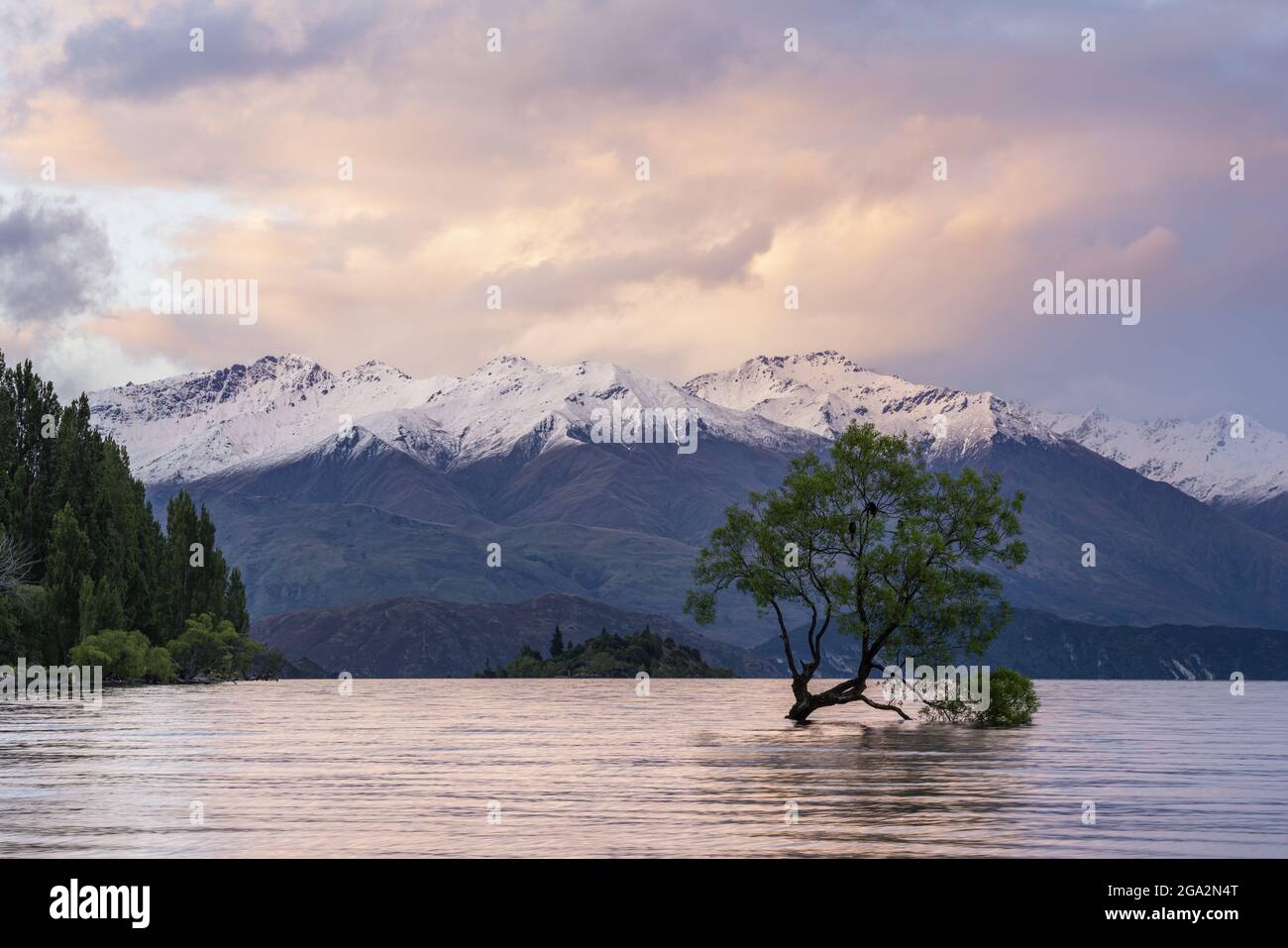 Willow albero che cresce nel lago Wanaka con montagne innevate sullo sfondo e le spettacolari nuvole al tramonto, Queenstown-Lakes District Foto Stock