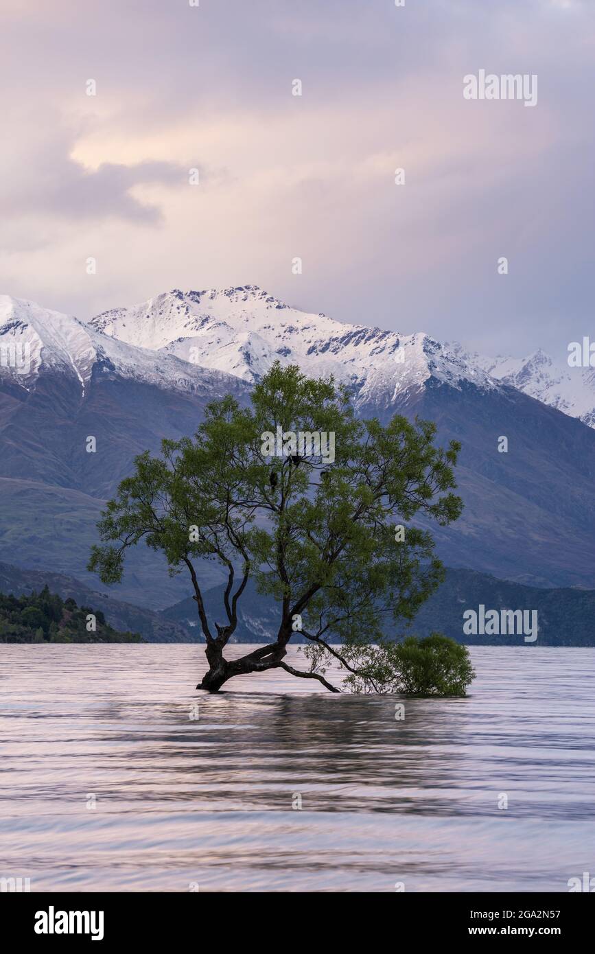 Willow albero che cresce nel lago Wanaka con montagne innevate sullo sfondo e le spettacolari nuvole al tramonto, Queenstown-Lakes District Foto Stock