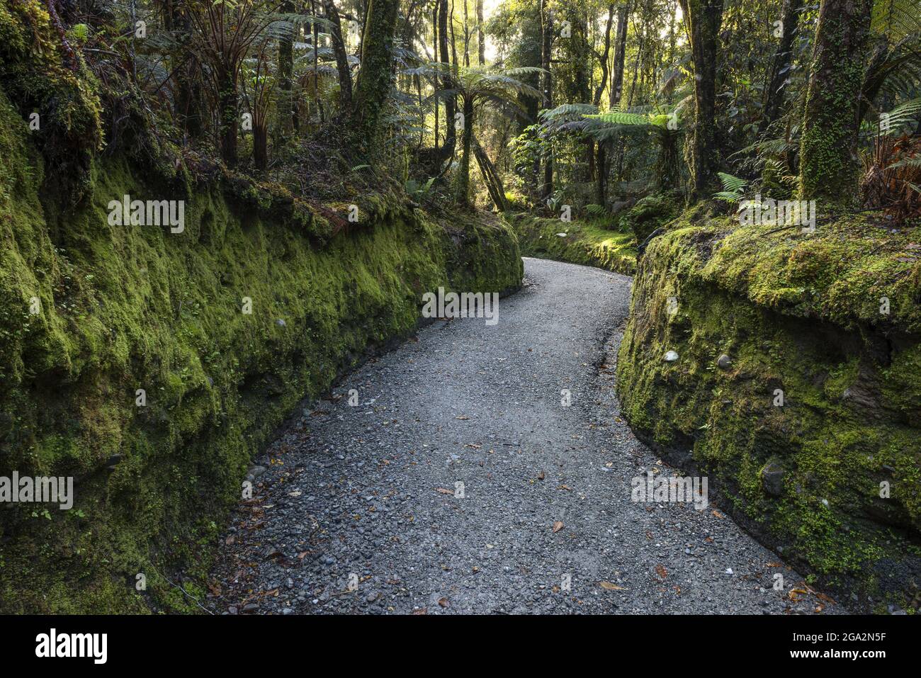 Sentiero attraverso la foresta pluviale nel Parco Nazionale Westland Tai Poutini; Regione della Costa Occidentale, Isola del Sud, Nuova Zelanda Foto Stock