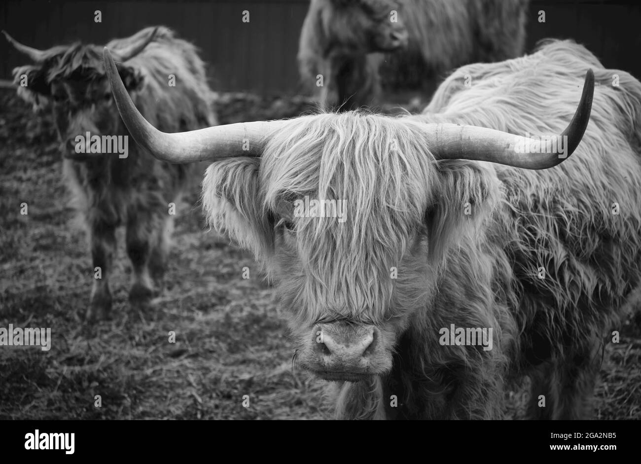 Primo piano del bestiame delle Highland (Bos taurus) in piedi in un cortile che guarda la macchina fotografica; Lititz, Pennsylvania, Stati Uniti d'America Foto Stock