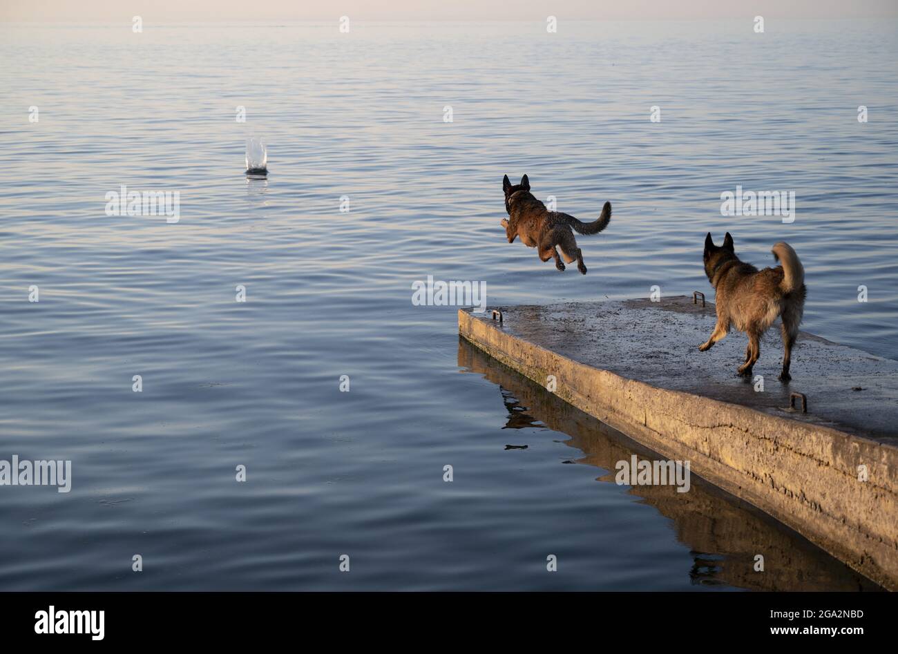 Due cani belgi Malinois godono del lago Ontario; Olcott, New York, Stati Uniti d'America Foto Stock