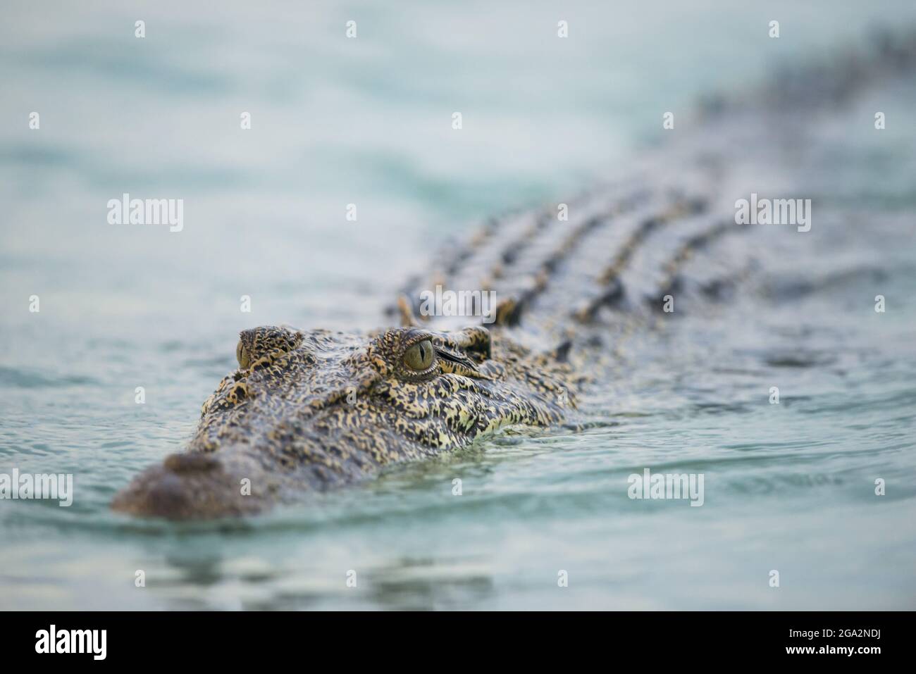 Un coccodrillo d'acqua salata (Crocodylus porosus) nuota nel fiume Hunter, parte della regione di Kimberley dell'Australia Occidentale; Australia Occidentale, Australia Occidentale Foto Stock