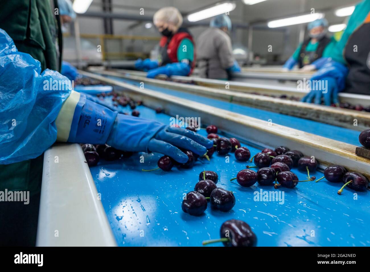 Katerini, Grecia - 4 giugno 2021: Selezione delle ciliegie rosse da parte delle donne che lavorano nella cooperativa agricola. Frutta fresca biologica. Messa a fuoco selettiva Foto Stock