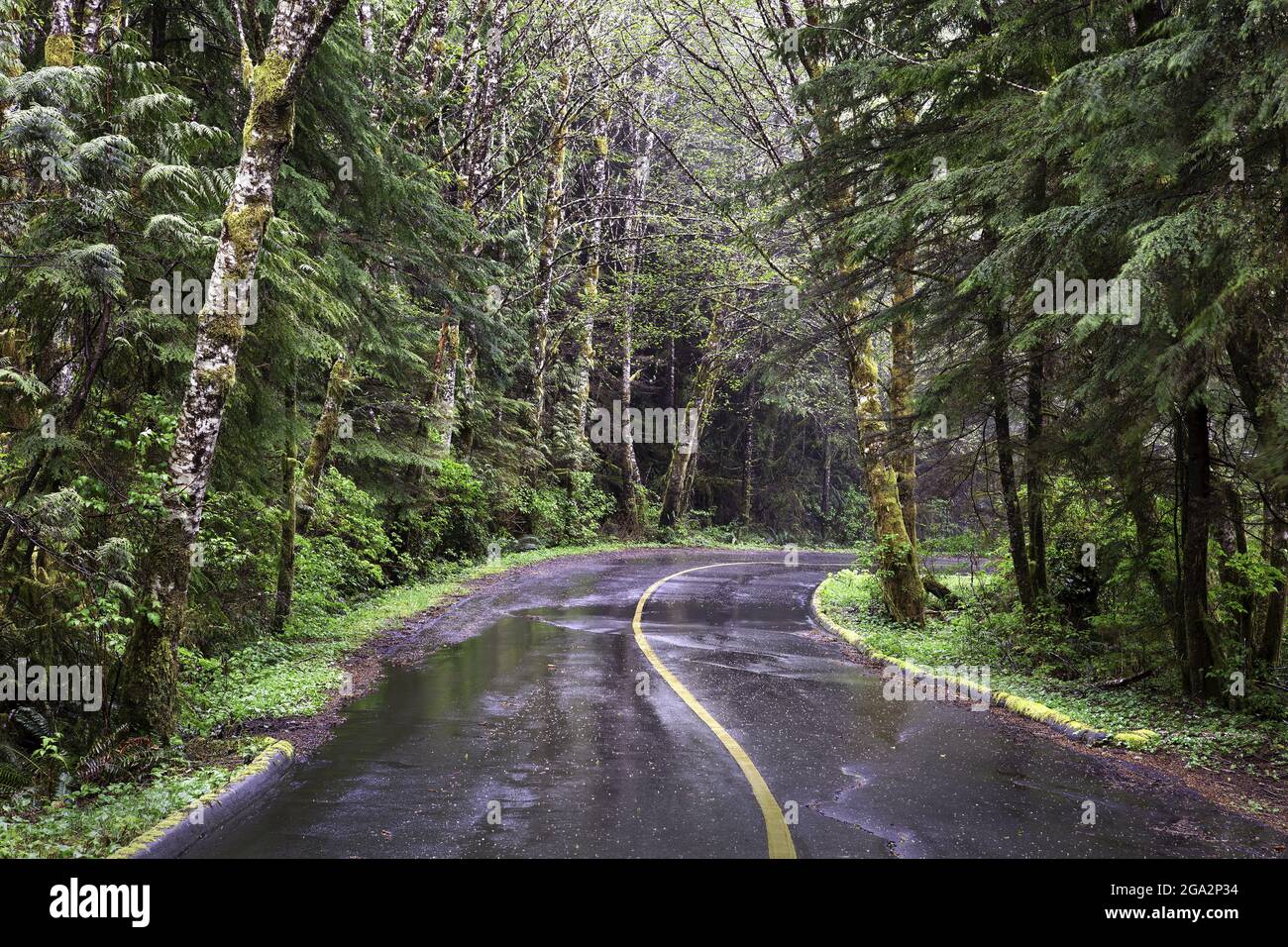 Una strada bagnata fiancheggiata da una lussureggiante foresta vicino a Tofino sull'isola di Vancouver; British Columbia, Canada Foto Stock
