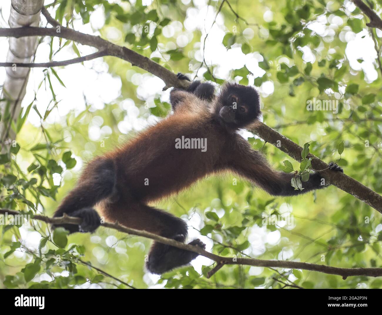 Ritratto di una scimmia ragno di Geoffroy (Ateles geoffroyi) guardando verso il basso la macchina fotografica come si erge appeso da un ramo di albero nella baldacchino della foresta pluviale Foto Stock