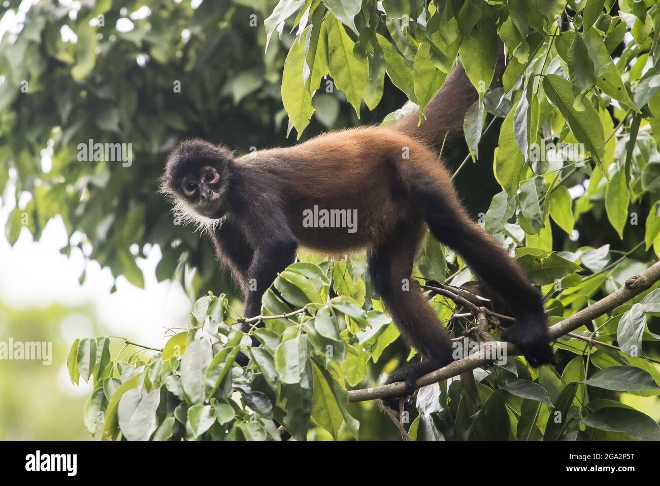 Ritratto di una scimmia ragno di Geoffroy (Ateles geoffroyi) guardando la macchina fotografica e arrampicata attraverso la foresta pluviale baldacchino; Puntarenas, Costa Rica Foto Stock