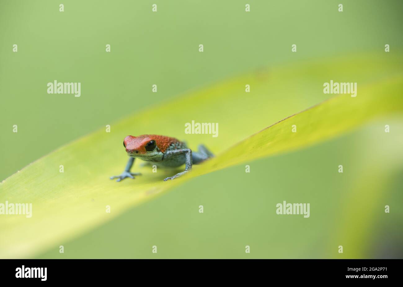 Una rana velenosa granulare (Oophaga granulifera) si trova su una pianta nel Parco Nazionale di Corcovado; Puntarenas, Costa Rica Foto Stock