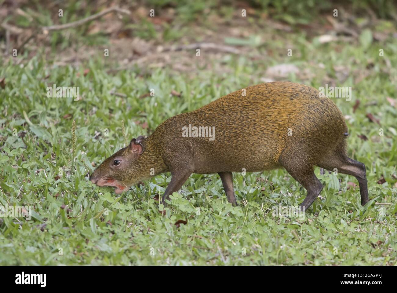 Un aguti dell'America centrale (Dasyprocta punctata) forages per alimento; Monteverde, Costa Rica Foto Stock