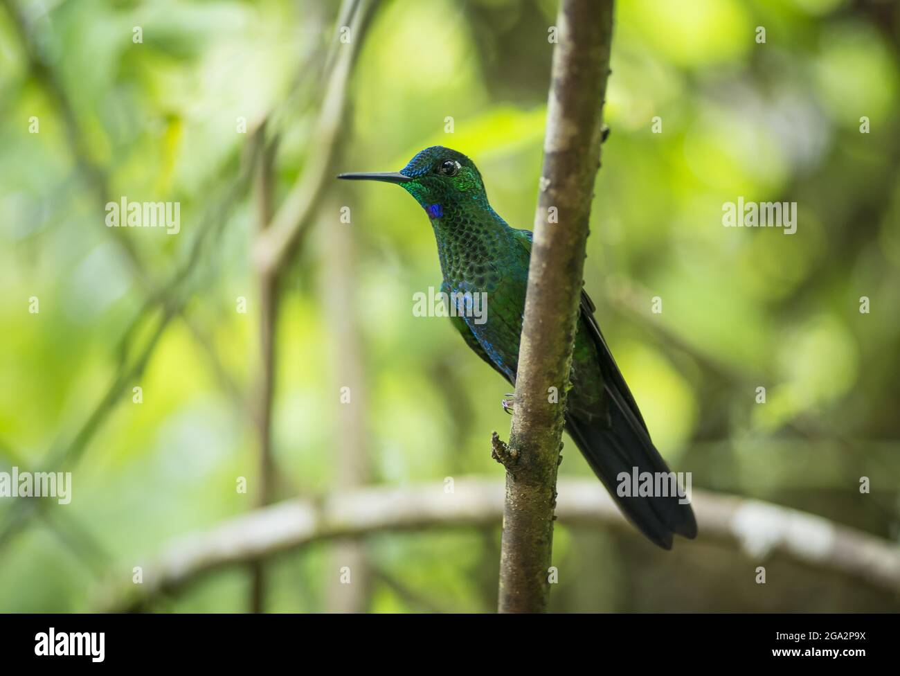 Una brulicante coronata verde (Heliodoxa jacula) colibrì in un albero; Provincia di Alajuela, Costa Rica Foto Stock