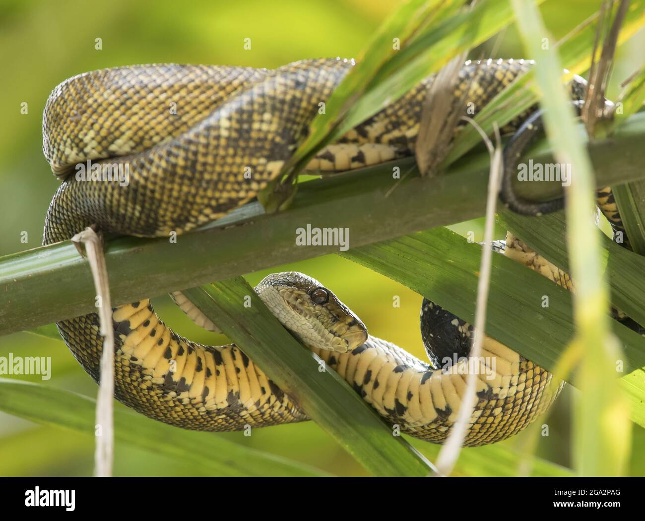 Un albero di giardino boa (Corallus hortulanus) riposa avvolto su un ramo di albero; Puntarenas, Costa Rica Foto Stock