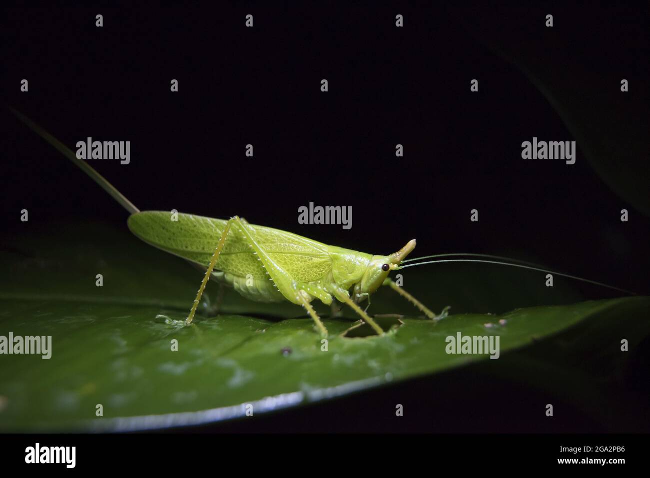 Un cricket di cespuglio o una cavalletta a corna lunga (Tettigoniidae) si aggrappa ad una pianta tropicale di notte; Puntarenas, Costa Rica Foto Stock