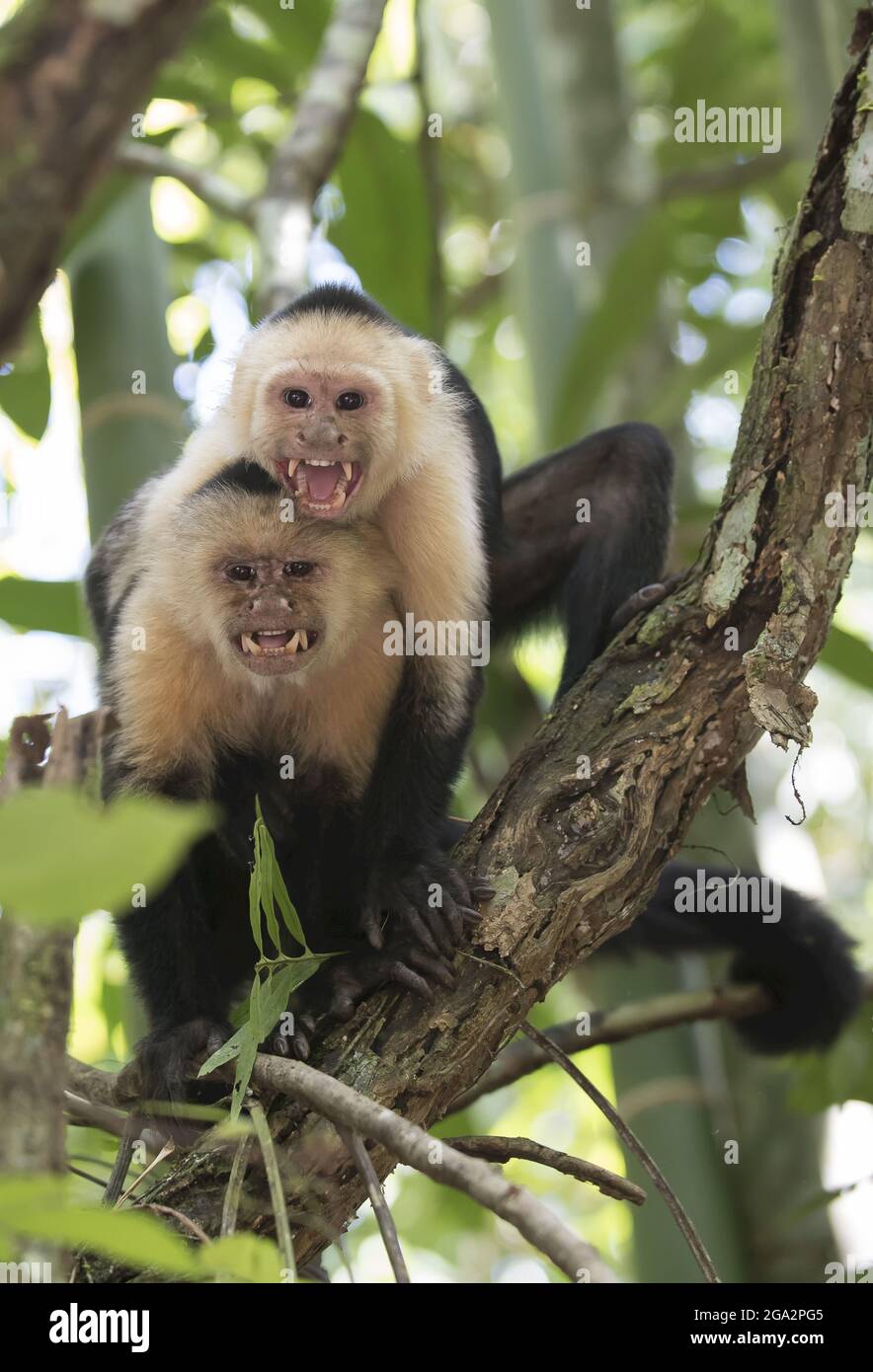 Scimmia difensiva immagini e fotografie stock ad alta risoluzione - Alamy