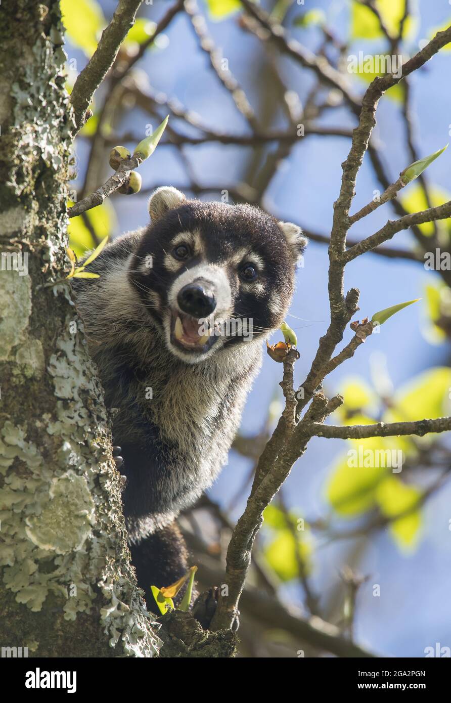 Un coati dal naso bianco (Nasua narica) guarda dall'alto in alto in un albero; Costa Rica Foto Stock