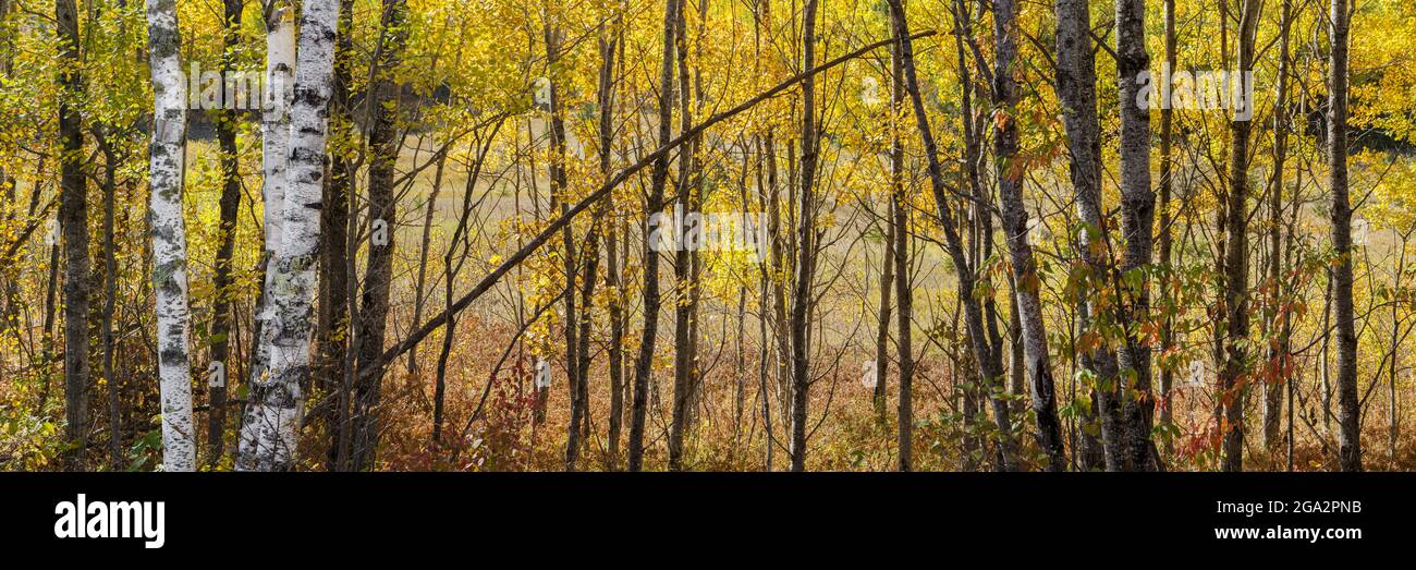 Colori vibranti degli alberi autunnali nell'Ontario settentrionale; Thunder Bay, Ontario, Canada Foto Stock