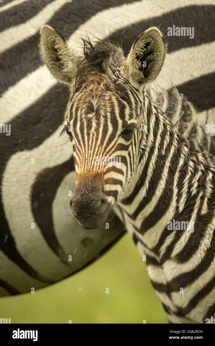 Primo piano di Plains zebra foal (Equus quagga) guardando la macchina fotografica; Narok, Masai Mara, Kenya Foto Stock