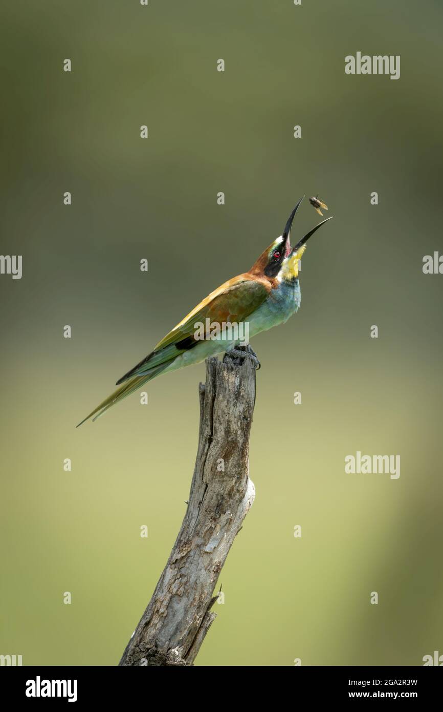 Un apicolaro europeo (Apiaster Merops) arroccato su un ceppo di albero morto lancia un volo in alto. Ha ali verdi e marroni con un nero, marrone e... Foto Stock