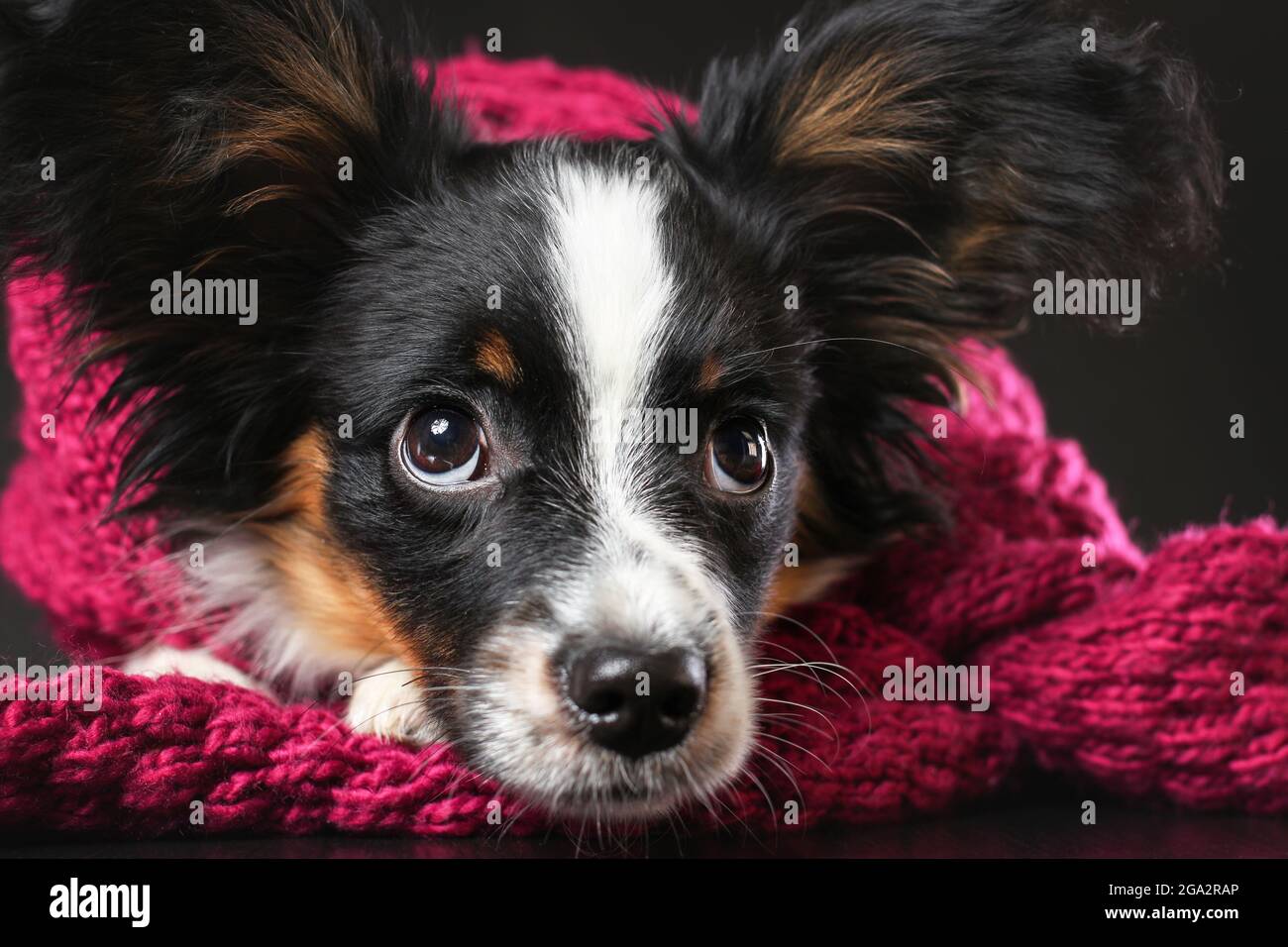 Primo piano ritratto di carino cucciolo sconvolto di papillon cane avvolto in sciarpa sdraiato su sfondo nero Foto Stock