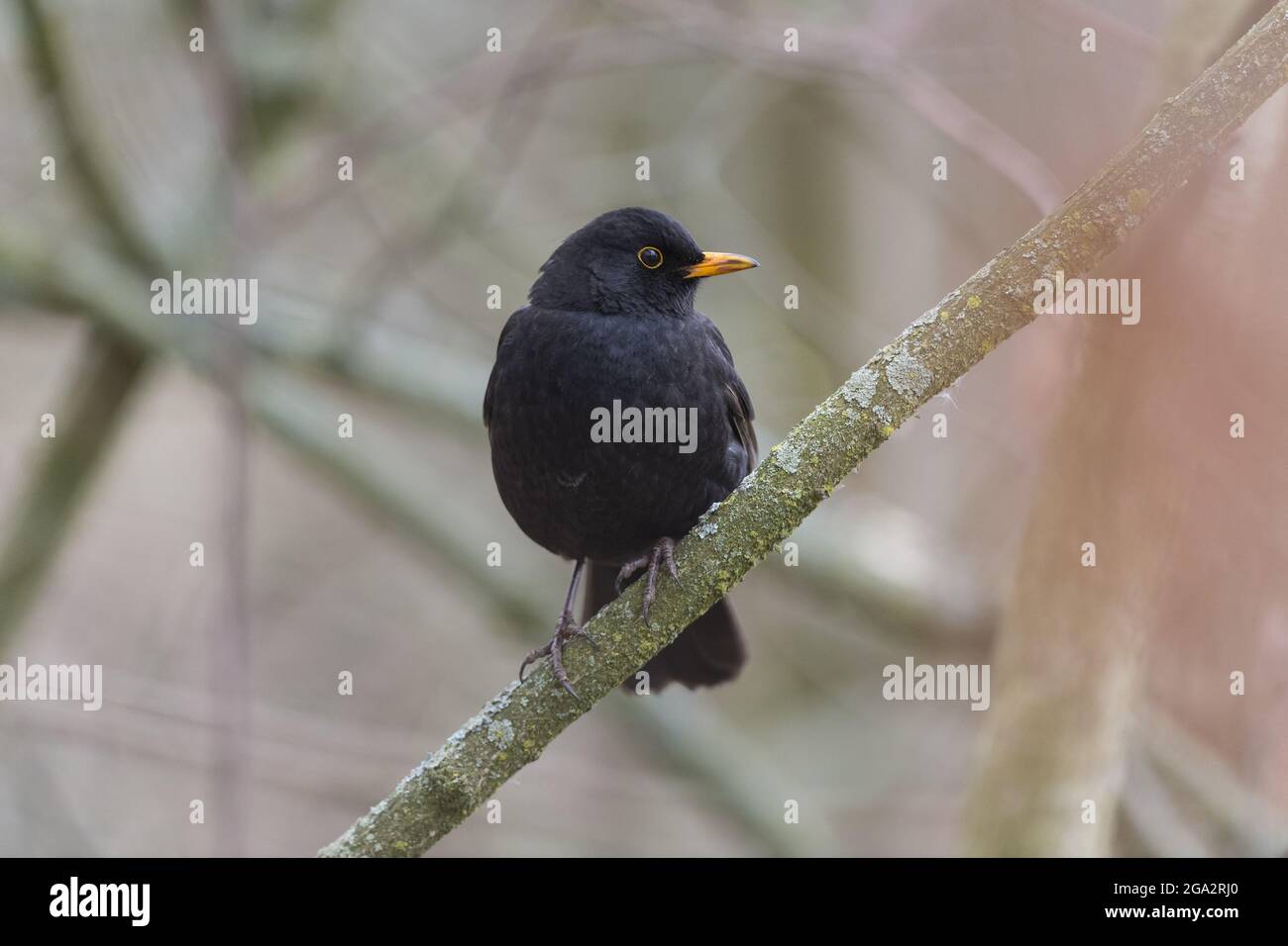 Ritratto di un maschio Blackbird (Turdus merula) arroccato su un ramo d'albero; Assia, Germania Foto Stock