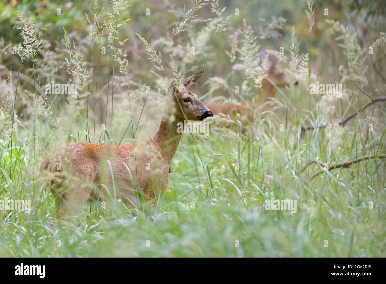 Capriolo (Capreolus capreolus) in piedi in un prato; Assia, Germania Foto Stock