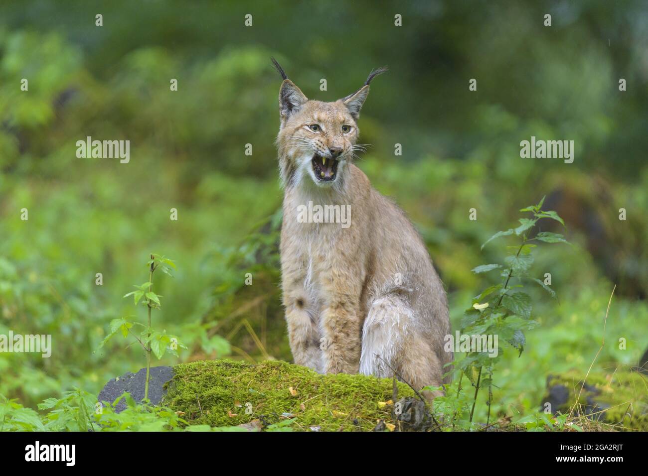 Lynx europeo (Lynx lynx) guardando a lato con bocca aperta che mostra i denti; Germania Foto Stock