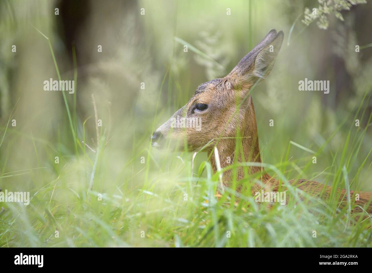 Capriolo (Capreolus capreolus) ritratto, in piedi in un prato; Assia, Germania Foto Stock