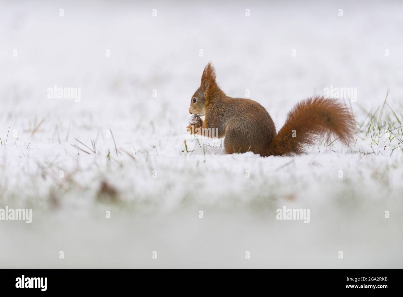 Ritratto di uno scoiattolo rosso (Sciurus vulgaris) in neve nibbling su un ghiande; Germania Foto Stock