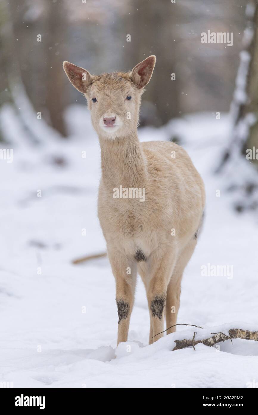 Leucistic Deer (Dama dama) in inverno; Odenwald, Assia, Germania Foto Stock