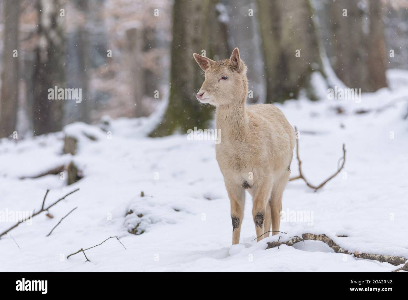 Leucistic Deer (Dama dama) in inverno; Odenwald, Assia, Germania Foto Stock