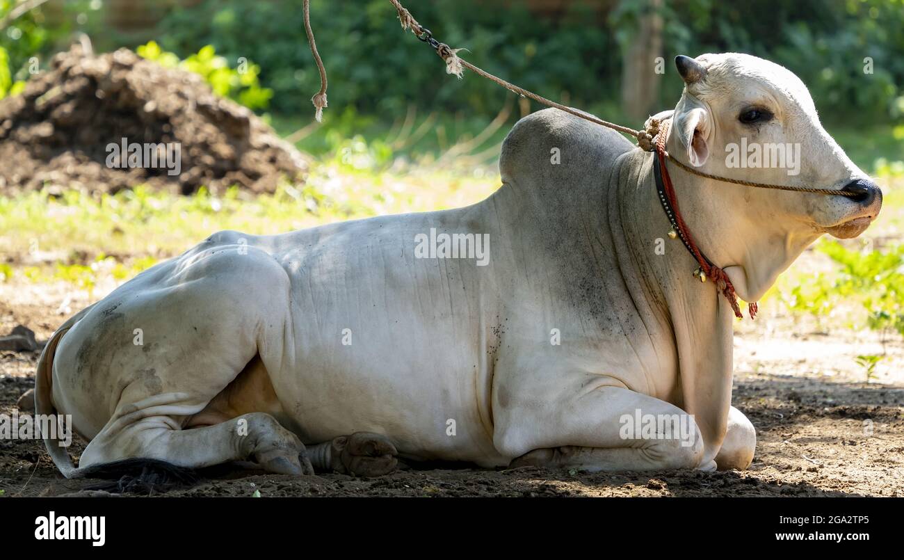 bhraman bull si è Unito in un villaggio rurale lungo il fiume Ayeyarwady-Irrawaddy, Myanmar-Birmania; Kachin, Myanmar Foto Stock