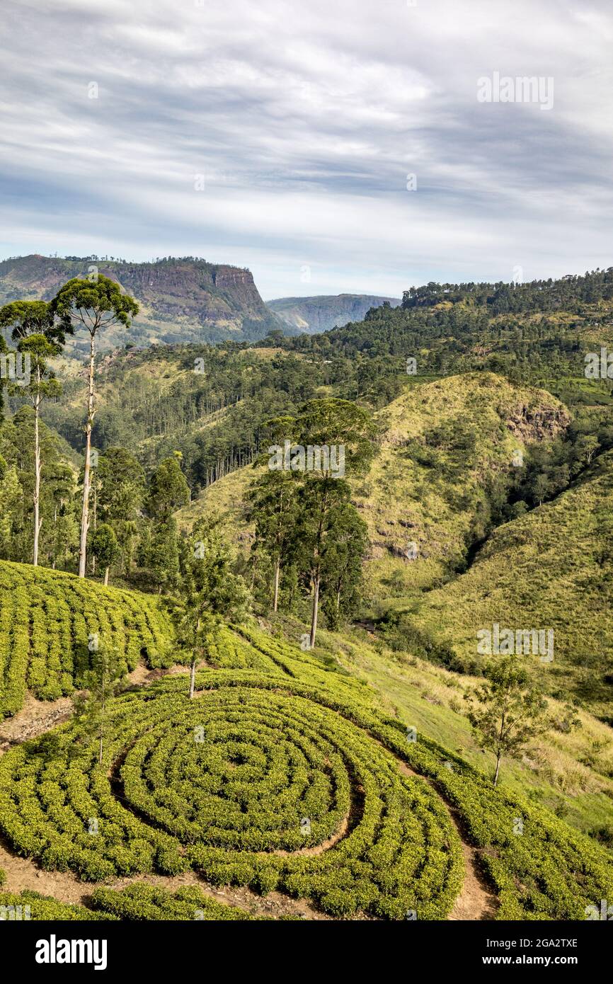 Affacciato sulla campagna e Tea Estates con cespugli di tè piantati in motivi circolari vicino a Nanu Oya nella Hill Country Foto Stock