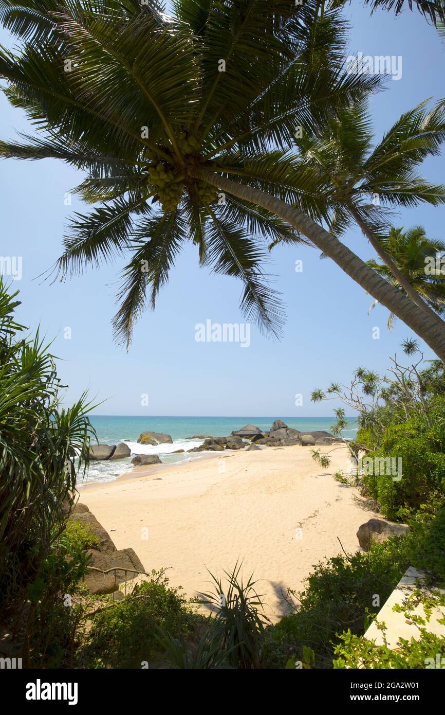 Guardando attraverso le palme (Arecaceae) alla spiaggia di sabbia sulla riva dell'Oceano Indiano di Kumu Beach al Teardrop Boutique Hotel vicino Balapitiya Foto Stock