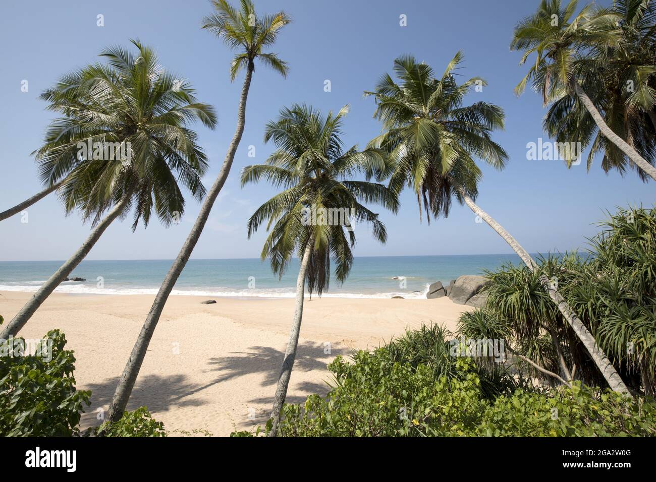 Guardando attraverso le palme (Arecaceae) alla spiaggia di sabbia sulla riva dell'Oceano Indiano di Kumu Beach; Balapitiya, Galle District, Sri Lanka Foto Stock