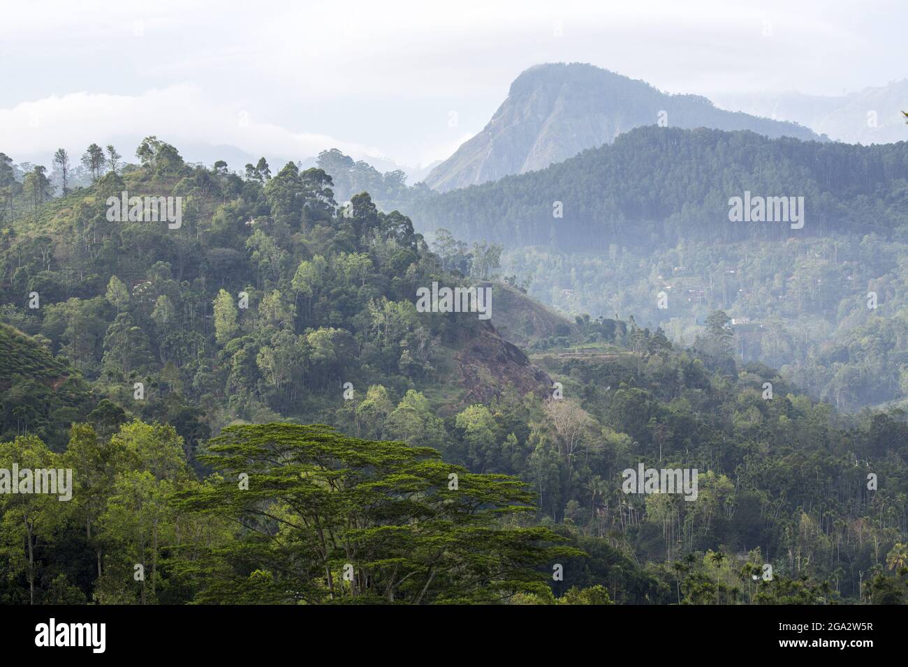 Vista sulla campagna a Demodara con Little Adam's Peak in lontananza; Demodara, Hill Country, Uva Provincia, Sri Lanka Foto Stock