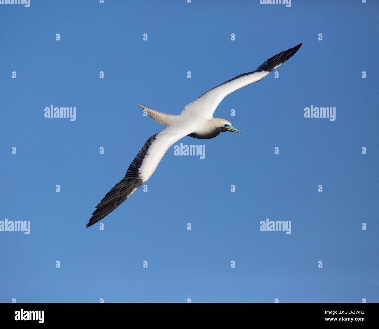 Booby dai piedi rossi che vola con ali distese in cielo blu presso il Kilauea Point National Wildlife Refuge, Kauai, isole hawaiane (rubripes di Sula sula) Foto Stock