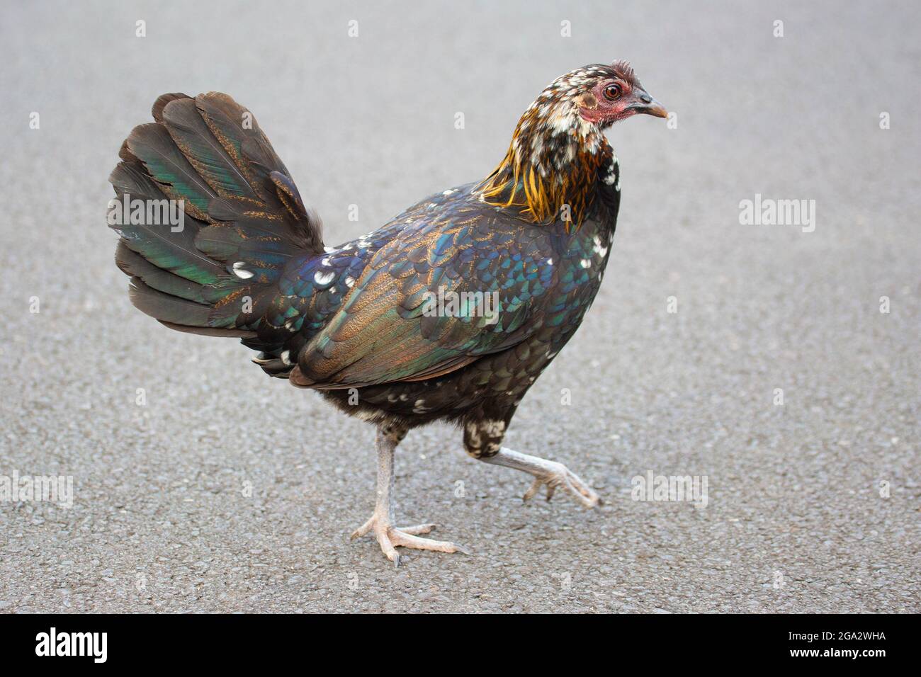 Pollo selvatico colorato che attraversa una strada a Lihue, Kauai, Hawaii (Gallus gallus domesticus) Foto Stock