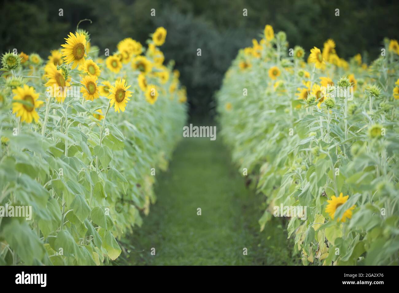 Un campo di filari di girasoli (Helianthus) che fioriscono in estate; Virginia, Stati Uniti d'America Foto Stock