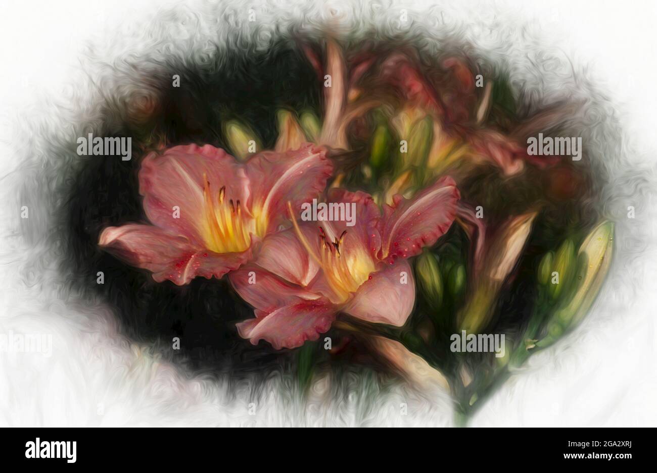 Daylilies (Hemerocallis) 'modello di ruolo', Giardino Botanico di New York. Digitalizzato da film; Bronx, New York, Stati Uniti d'America Foto Stock
