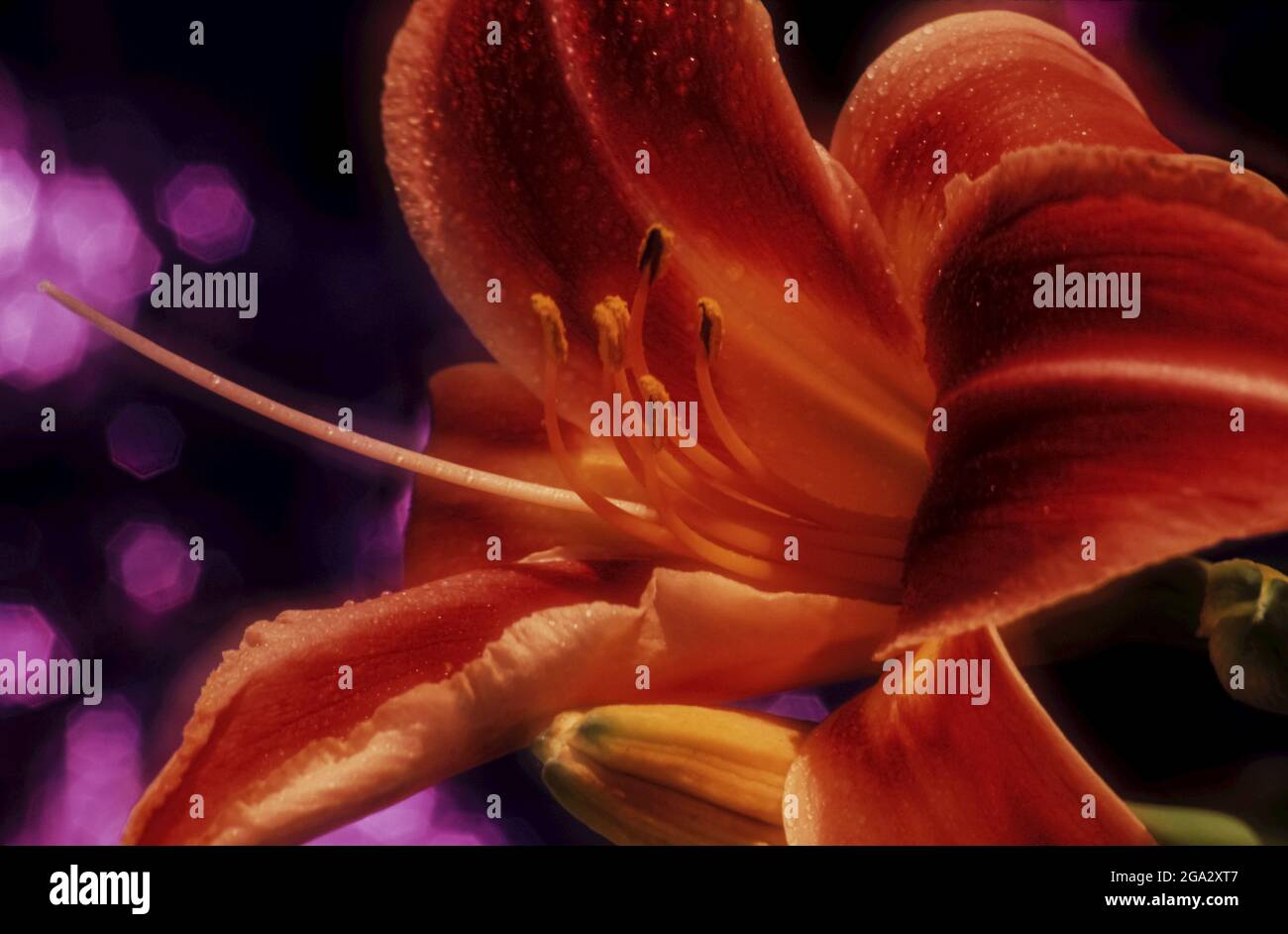 Daylilies (Hemerocallis) 'Try it', Giardino Botanico di New York. Digitalizzato da film; Bronx, New York, Stati Uniti d'America Foto Stock