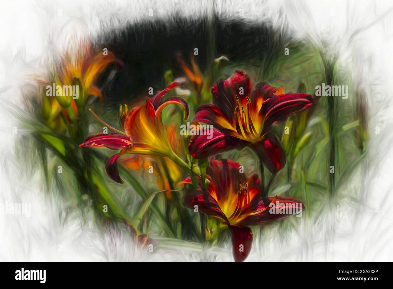 Daylilies (Hemerocallis) 'Joey Langdon, giardino botanico di New York. Digitalizzato da film; Bronx, New York, Stati Uniti d'America Foto Stock