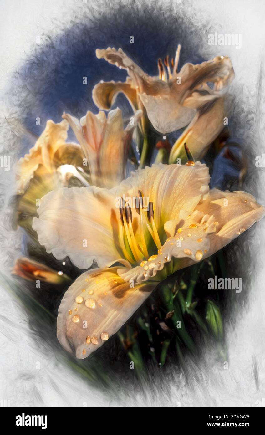 Daylilies (Hemerocallis) 'Jane Hayward' Hemerocallidaceae', Giardino Botanico di New York. Digitalizzato da film; Bronx, New York, Stati Uniti d'America Foto Stock