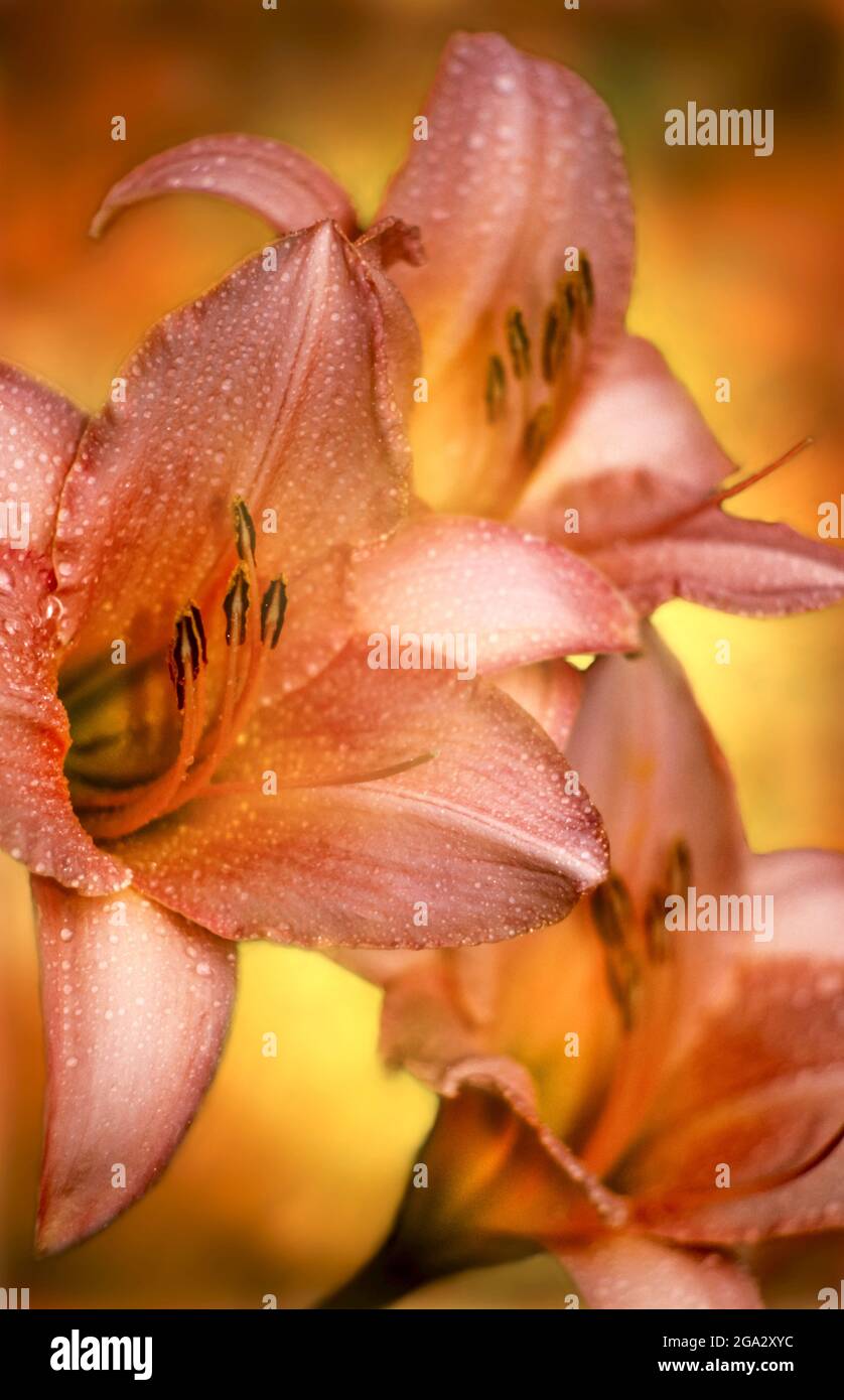 Daylilies (Hemerocallis) 'Seta satinata', Giardino Botanico di New York. Digitalizzato da film; Bronx, New York, Stati Uniti d'America Foto Stock