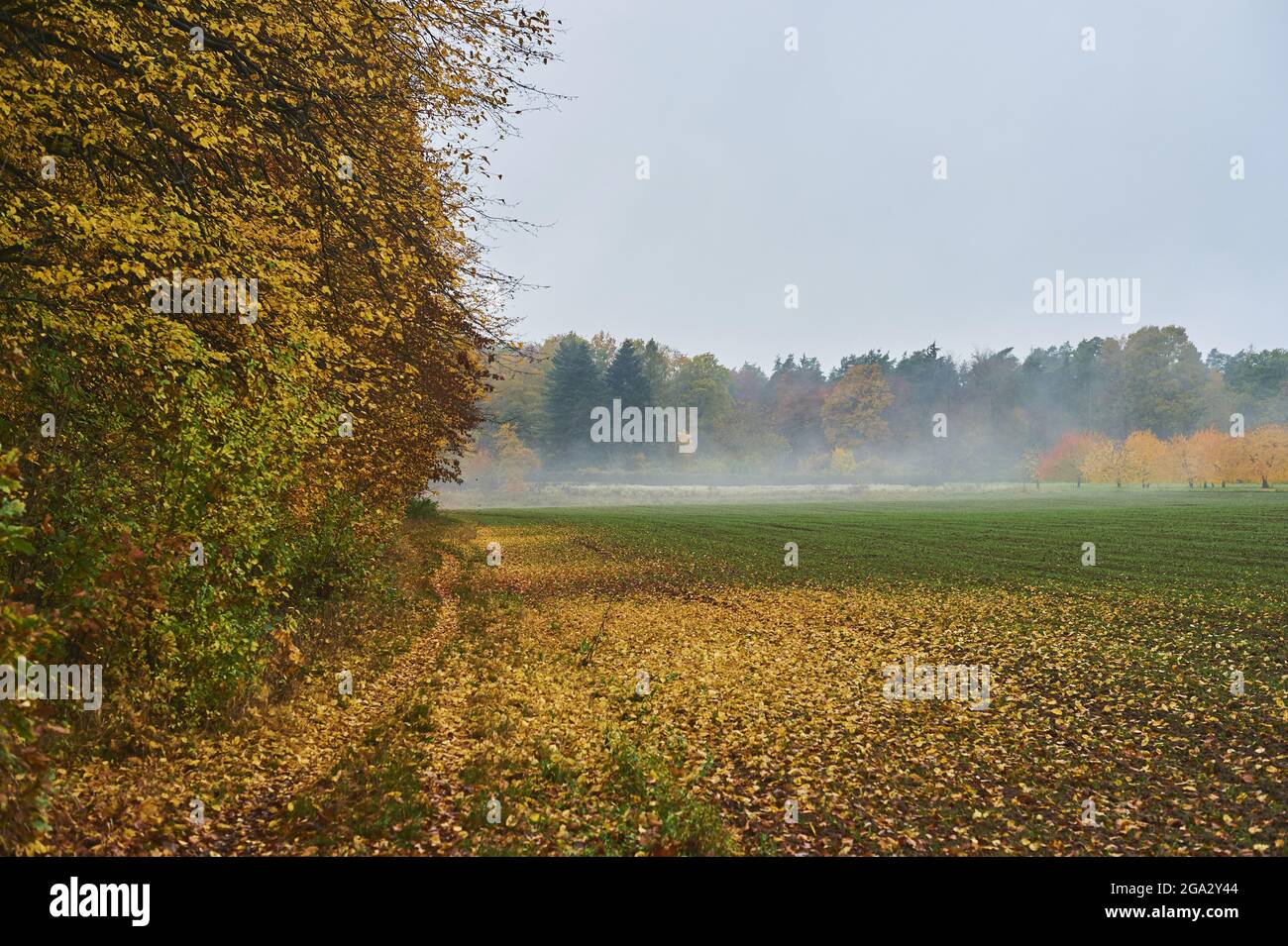 Un campo e alberi colorati e ciliegi (Prunus cerasus) in una giornata piovosa e nebbia; Baviera, Germania Foto Stock