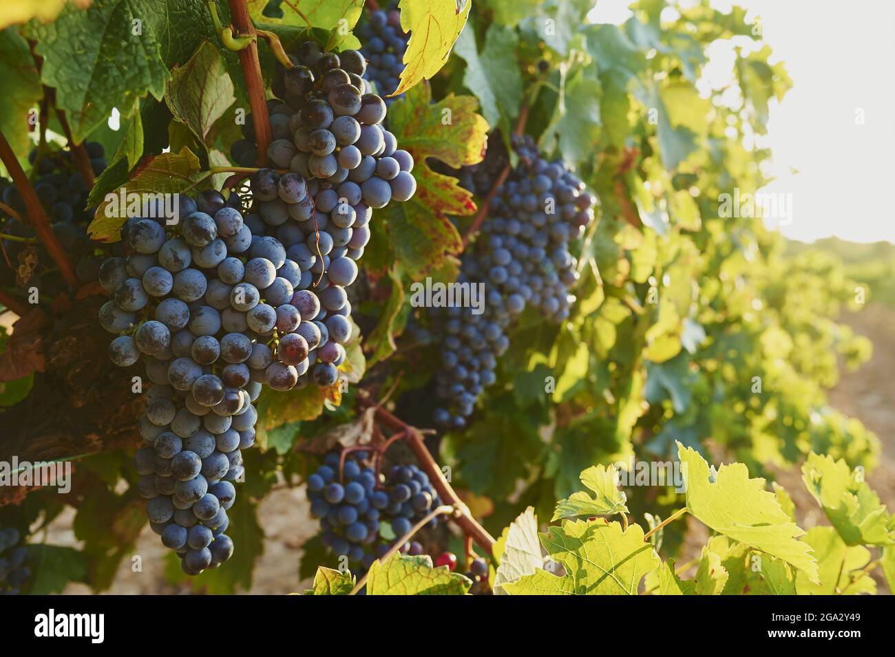 Uve rosse mature e foglie d'uva al sole in un vigneto in estate; Catalogna, Spagna Foto Stock