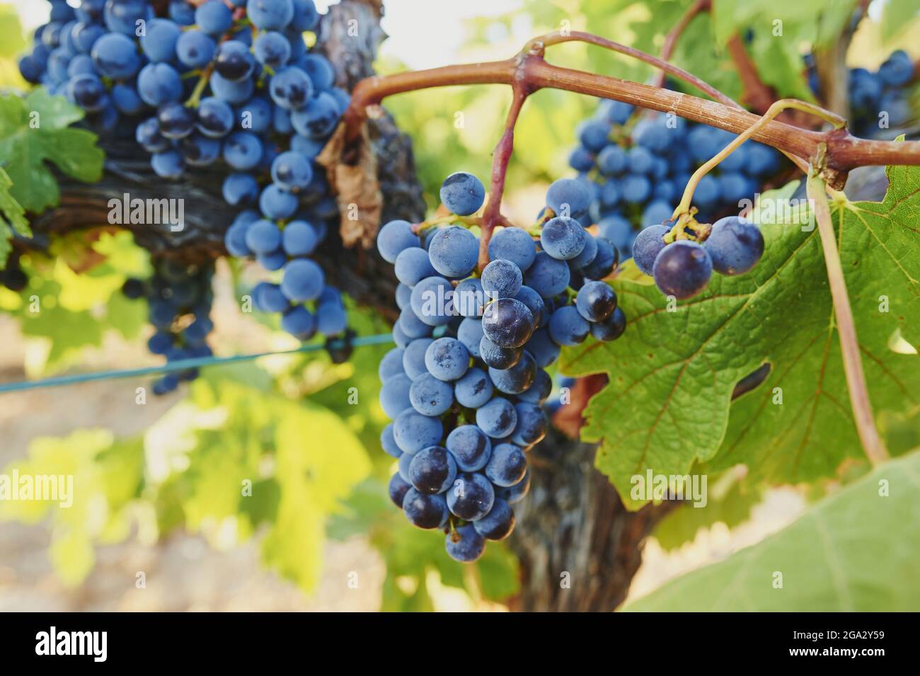 Primo piano di uve rosse mature in un vigneto in estate; Catalogna, Spagna Foto Stock